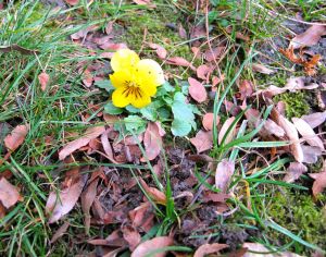 A lonely December pansy