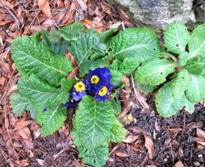 Bedraggled but determined December Primrose