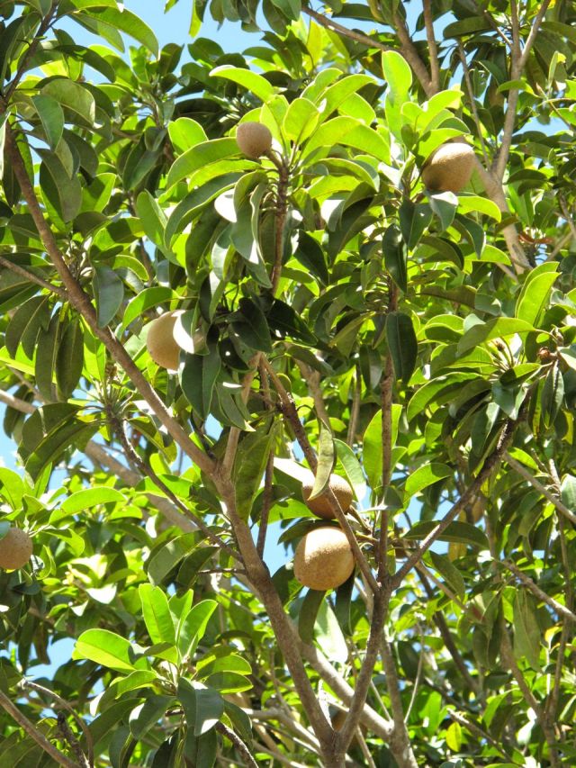 Mangos