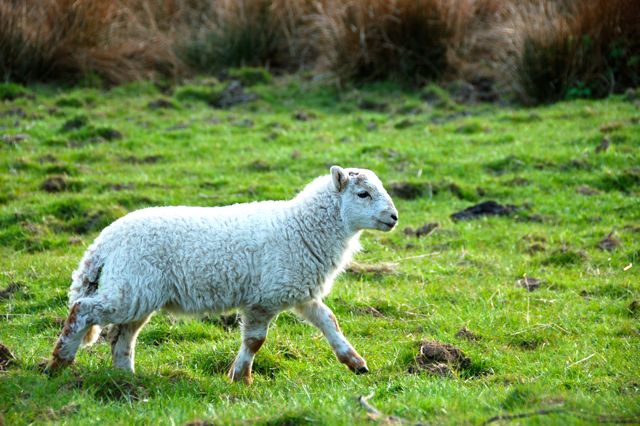 Spring lamb