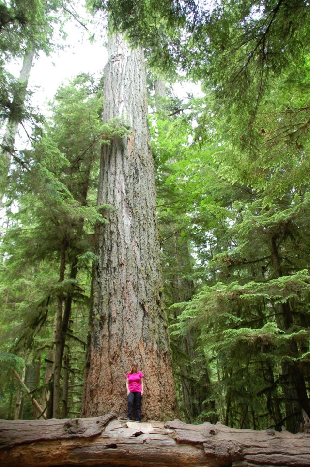 800 years- a living monument