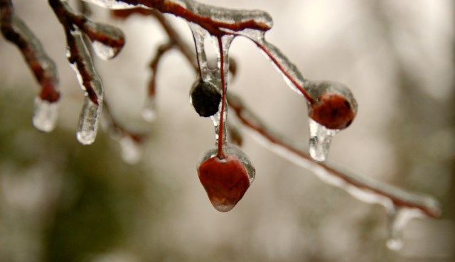 Frozen crabapples