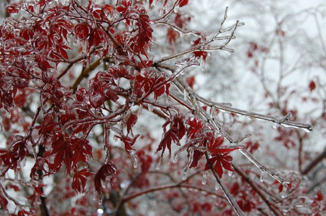 Frozen maple