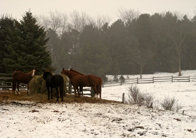 Misty horses