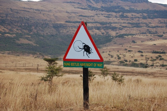 Dung beetle sign