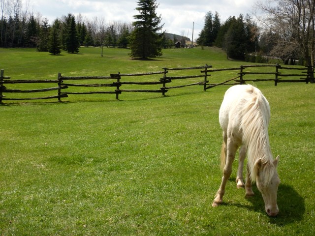 Jube-Jube devouring the new shoots.