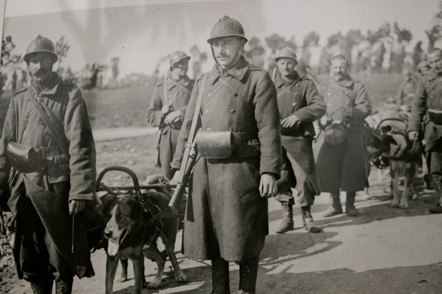 Belgian soldiers and their dog teams