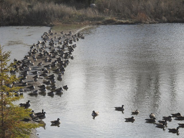 Better resting geese