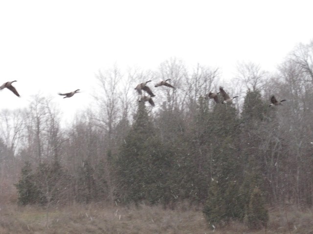 Geese in flight