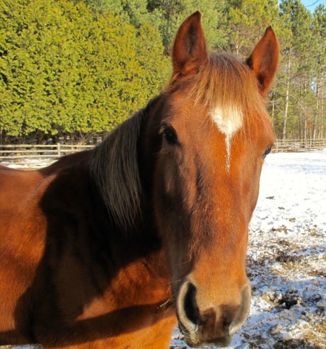 Merry xmas from Romy