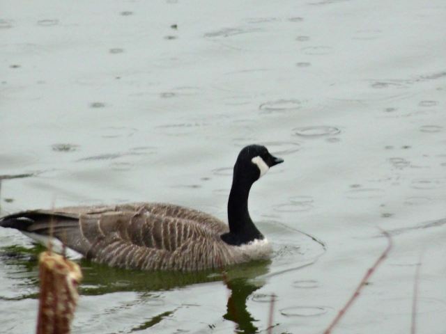 Goose in rain