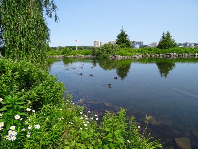 Ducks at Kempenfelt Bay
