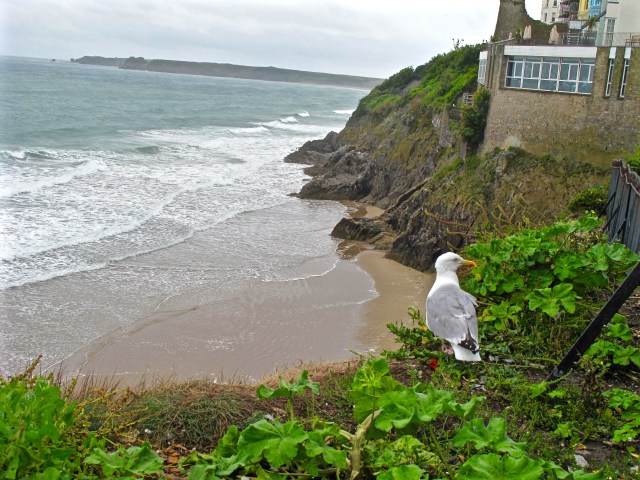 Seagull in Tenby 2