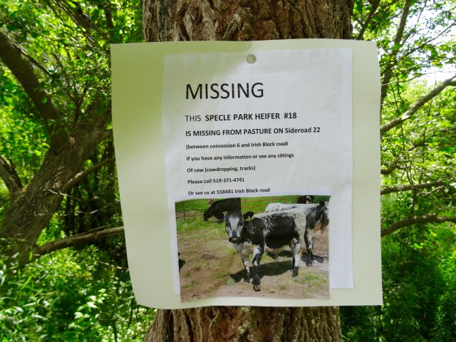 Missing cow