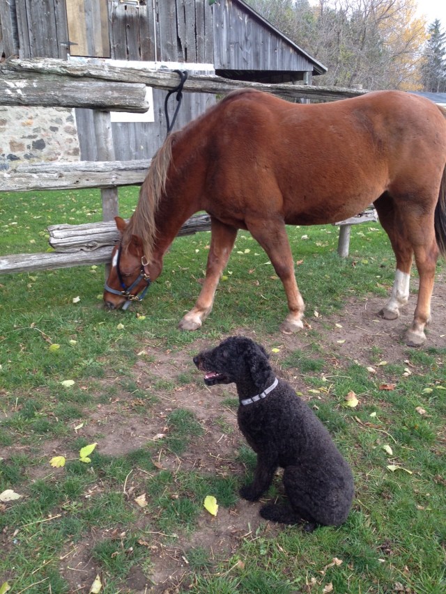 Romy and Ivy - do they chat?