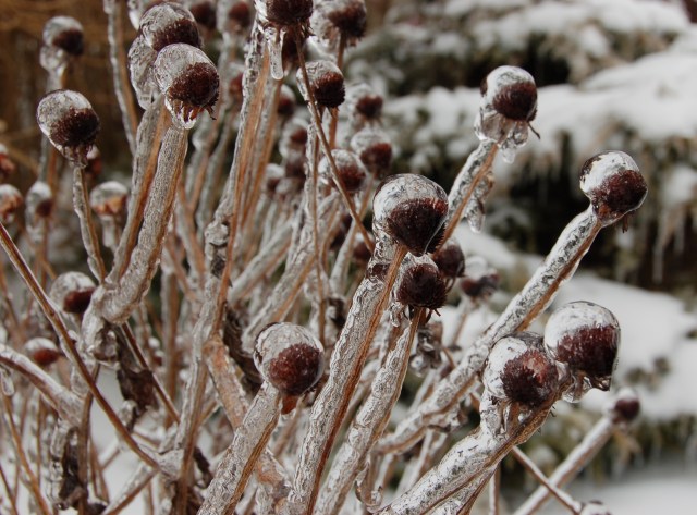 Icy seedheads
