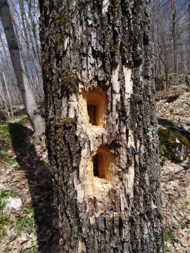 Woodpecker holes