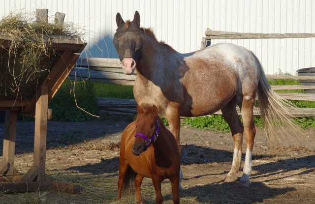 Lily and Pegs - Happy days